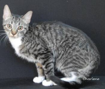 Rescue Tabby Cats for Adoption in Newland, North Carolina - Gee Willikers | PetCurious