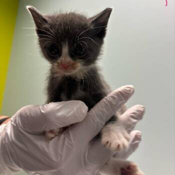 Yabba -  Domestic Medium Hair Cat for Adoption in Mooresville, North Carolina - Yabba | PetCurious
