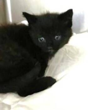 Mayson -  Domestic Short Hair Cat for Adoption - Mayson | PetCurious