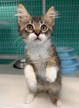 26-18 Redwing -  Domestic Short Hair Cat for Adoption in St. Helens, Oregon - 26-18 Redwing | PetCurious