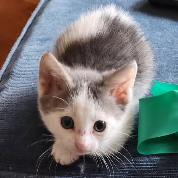 Rescue Domestic Short Hair Cats for Adoption in Columbia, Missouri - Elf | PetCurious