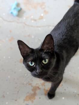 Davida -  Domestic Short Hair Cat for Adoption in Tilton, Illinois - Davida | PetCurious
