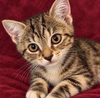 Kerfuffles -  Domestic Short Hair Cat for Adoption in Hardeeville, South Carolina - Kerfuffles | PetCurious