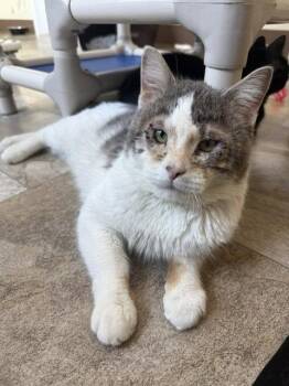 Clooney (FCID# 01/08/2026 - 67 Millsboro PS) -  Domestic Short Hair Cat for Adoption in Greenville, Delaware - Clooney (FCID# 01/08/2026 - 67 Millsboro PS) | PetCurious