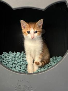 HOCKEY -  Domestic Short Hair Cat for Adoption in Leesburg, Virginia - HOCKEY | PetCurious