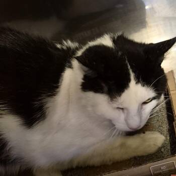 Fuji vinic -  Domestic Short Hair Cat for Adoption in Natick, Massachusetts - Fuji Vinic | PetCurious