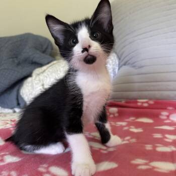 Domestic Short Hair Cats Available for Adoption in Murphysboro, Illinois - Bud | PetCurious