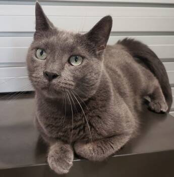 Rescue Domestic Short Hair Cats for Adoption in Cleveland, Ohio - Piper 11 | PetCurious