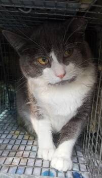 4 kitties - Miss Tom (Midnight, Miss Tabby, Sadie) EXTREMELY URG -  Domestic Short Hair Cat Available for Adoption in Cookeville, Tennessee - 4 Kitties - Miss Tom (Midnight, Miss Tabby, Sadie) EXTREMELY URG | PetCurious