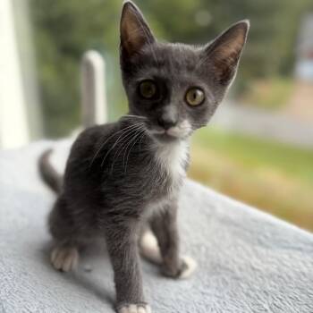 Peter Pan -  American Shorthair Cat for Adoption in Sandy Springs, Georgia - Peter Pan | PetCurious