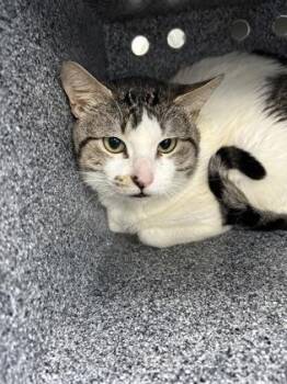 Domestic Short Hair Cats Available for Adoption - Gustavo | PetCurious