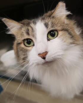 Pretty Lady -  Domestic Long Hair and Domestic Short Hair Cat for Adoption in Fishers, Indiana - Pretty Lady | PetCurious