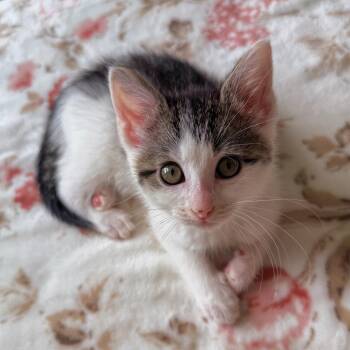 Domestic Short Hair Cats Available for Adoption in South Elgin, Illinois - Petal | PetCurious