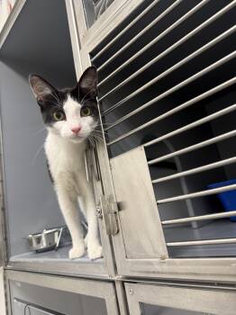 Binnie -  Domestic Short Hair Cat for Adoption - Binnie | PetCurious