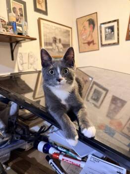 Steel -  Domestic Short Hair Cat for Adoption in Hudson, New Hampshire - Steel | PetCurious