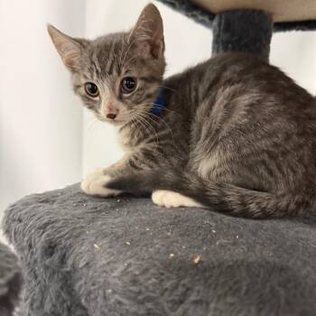 Ednilson -  American Shorthair Cat for Adoption in Bethel, Connecticut - Ednilson | PetCurious