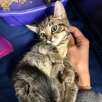 26-286 -  Domestic Short Hair Cat for Adoption in North Branford, Connecticut - 26-286 | PetCurious