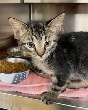 Rescue Domestic Short Hair Cats for Adoption in Houghton Lake, Michigan - Freddie | PetCurious