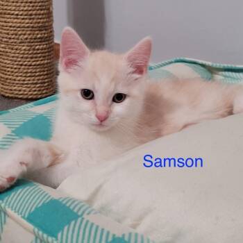 Samson -  Domestic Short Hair Cat for Adoption in Carmel, Indiana - Samson | PetCurious