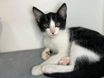 Snoopy -  Domestic Short Hair Cat for Adoption in Newberg, Oregon - Snoopy | PetCurious