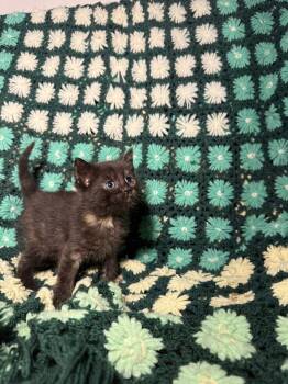 Cranberry -  Domestic Short Hair Cat for Adoption in Evansville, Indiana - Cranberry | PetCurious