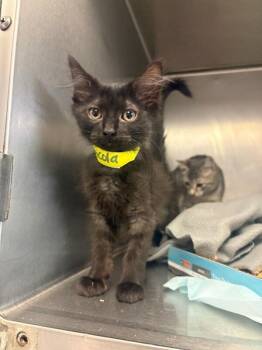 Capicola -  Domestic Short Hair Cat for Adoption in Cincinnati, Ohio - Capicola | PetCurious