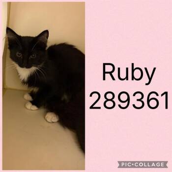 A289361 -  Domestic Short Hair Cat for Adoption in Macon, Georgia - A289361 | PetCurious