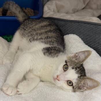 Tango -  Domestic Short Hair Cat for Adoption in Trenton, New Jersey - Tango | PetCurious