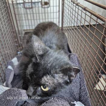 Domestic Short Hair Cats Available for Adoption in San Antonio, Texas - CHER | PetCurious