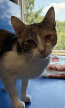 MCFLURRY -  Domestic Short Hair Cat for Adoption in Westminster, Maryland - MCFLURRY | PetCurious