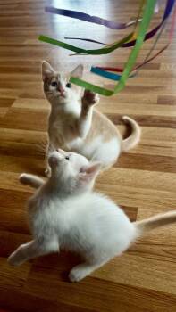 Cassiopea -  Domestic Short Hair Cat for Adoption in Lafayette, Colorado - Cassiopea | PetCurious