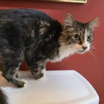 Domestic Medium Hair Cats Available for Adoption in Bentonville, Arkansas - Kiki | PetCurious