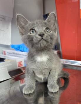 Maestro -  Domestic Medium Hair Cat for Adoption in Vacaville, California - Maestro | PetCurious