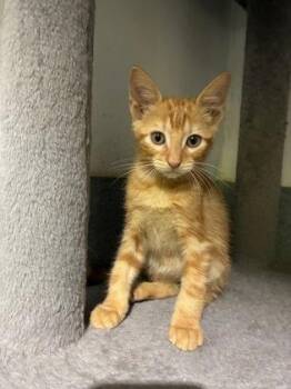 Jalapeno -  Domestic Short Hair Cat for Adoption in New Orleans, Louisiana - Jalapeno | PetCurious