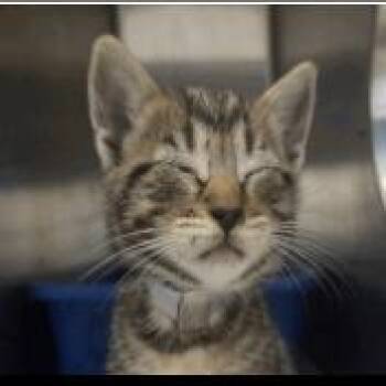 Jaime -  Domestic Short Hair Cat for Adoption in Pleasant Hill, California - Jaime | PetCurious