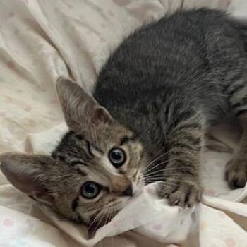 Fievel -  Domestic Short Hair Cat Available for Adoption in Las Vegas, Nevada - Fievel | PetCurious
