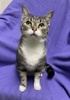 Fox -  Domestic Short Hair Cat for Adoption in Jackson, Michigan - Fox | PetCurious