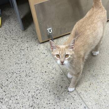 Rescue Domestic Short Hair Cats for Adoption in Hammond, Indiana - Peaches | PetCurious