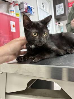 Black Bear -  Domestic Short Hair Cat for Adoption in Marietta, Georgia - Black Bear | PetCurious