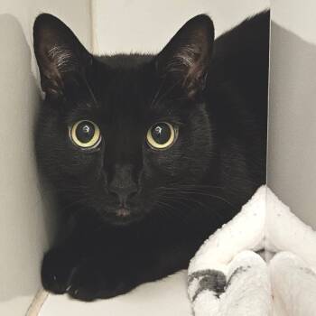 Rescue Domestic Short Hair Cats for Adoption in Los Angeles, California - Glen | PetCurious