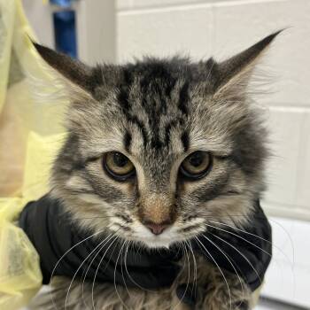 Rescue Domestic Long Hair Cats for Adoption in Murray, Utah - Princess Jasmine | PetCurious