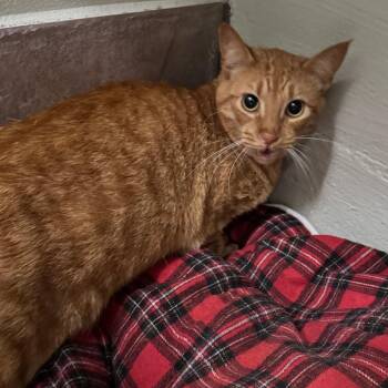 Curly -  Domestic Short Hair Cat for Adoption in Eureka Springs, Arkansas - Curly | PetCurious