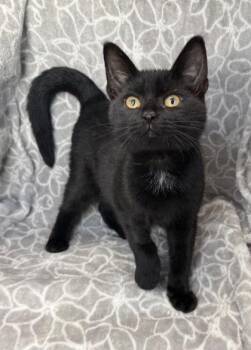 7191 (Leonard) -  Domestic Short Hair Cat for Adoption in Lake City, Michigan - 7191 (Leonard) | PetCurious
