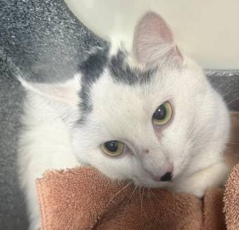 Domestic Short Hair Cats Available for Adoption in Golden, Colorado - Quail | PetCurious