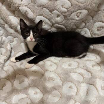 BB -  American Shorthair Cat for Adoption in Paulina, Louisiana - BB | PetCurious
