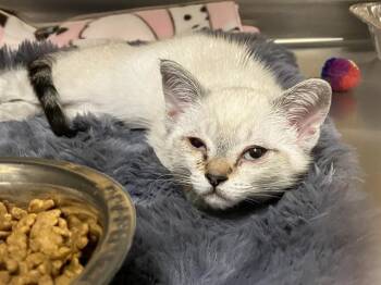 Siamese Cats Available for Adoption in Tustin, California - MS. TOE BEAN | PetCurious