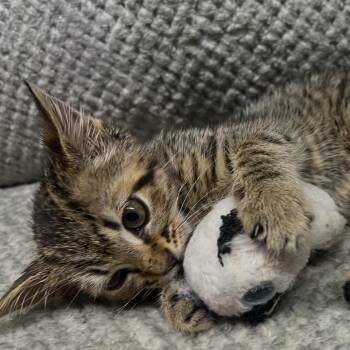 Scottie -  Domestic Short Hair Cat for Adoption in Lexington, Kentucky - Scottie | PetCurious
