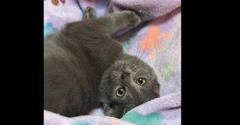 Tantomile -  Domestic Short Hair Cat for Adoption in Groveland, Massachusetts - Tantomile | PetCurious