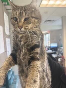 Domestic Short Hair Cats Available for Adoption - Lizzie | PetCurious