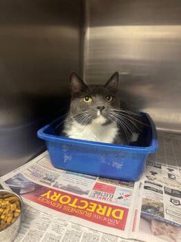 Medford -  Domestic Short Hair Cat for Adoption in Sorrento, Louisiana - Medford | PetCurious
